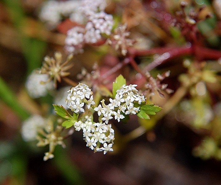 Helosciadium crassipes / Sedano di Sardegna